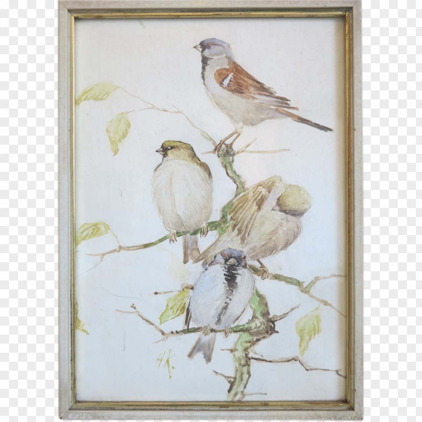 Painting Watercolor Finches Feather PNG