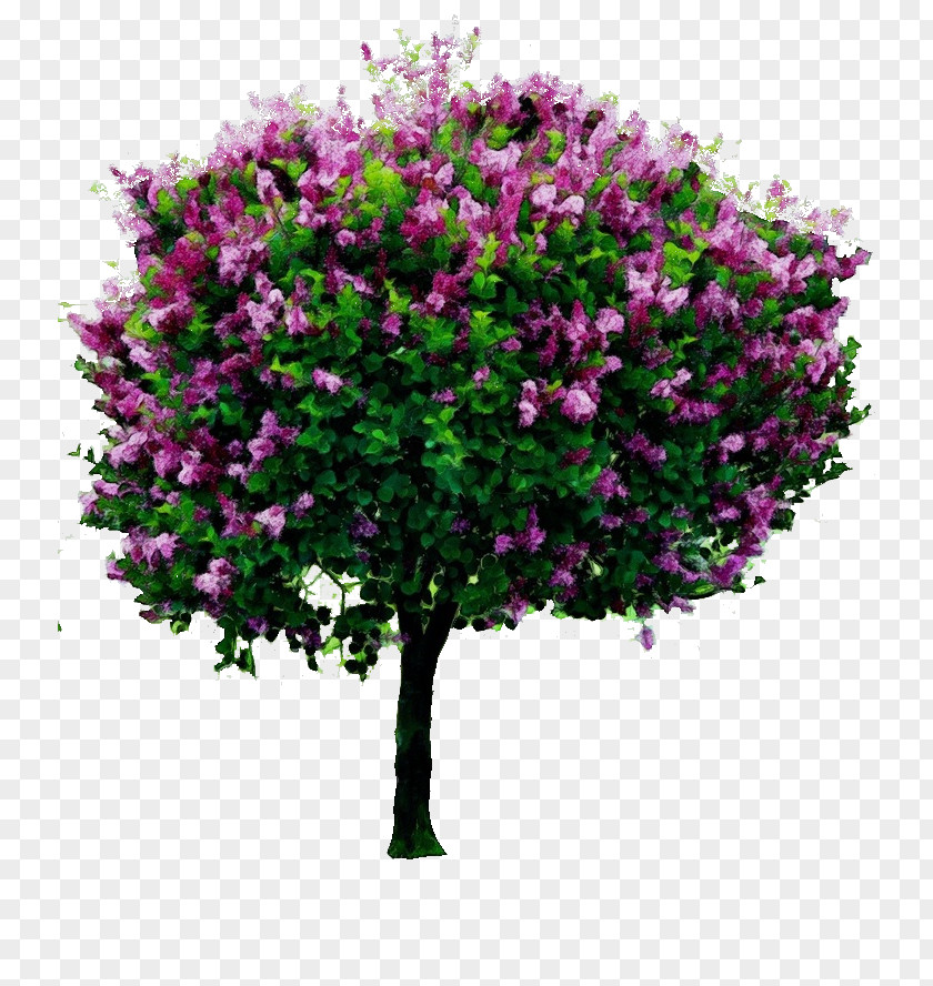 Red Bud Cut Flowers Tree Transparency Common Lilac Shrub Syringa Meyeri PNG