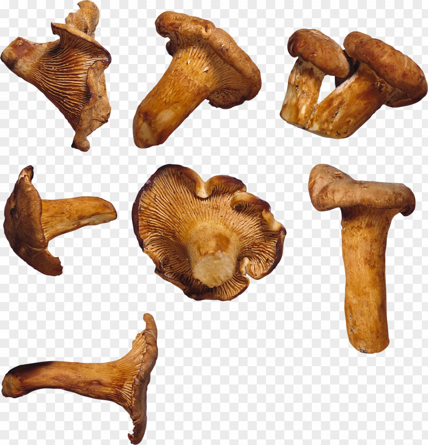 Artichokes Edible Mushroom Fungus Food Chanterelle PNG