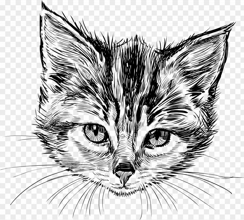 Kitten Cat Drawing PNG