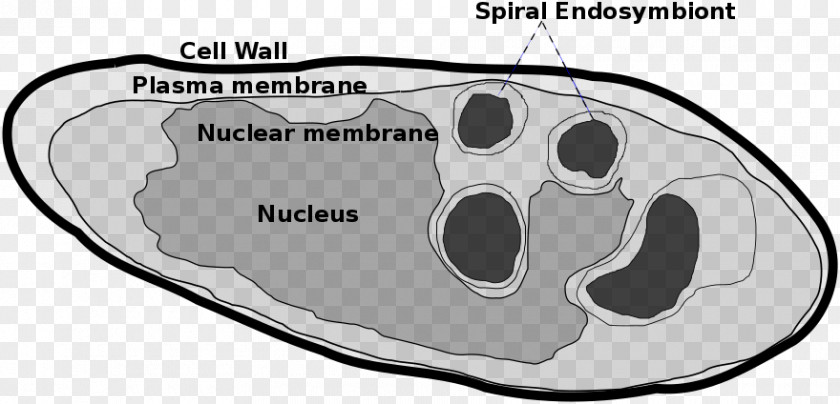 Parakaryon Myojinensis Wikimedia Foundation Commons Endosymbiont Cell PNG