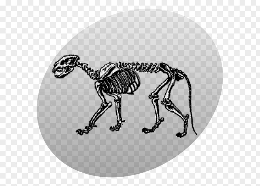 Skeleton Human Skull Bone Vertebrate PNG