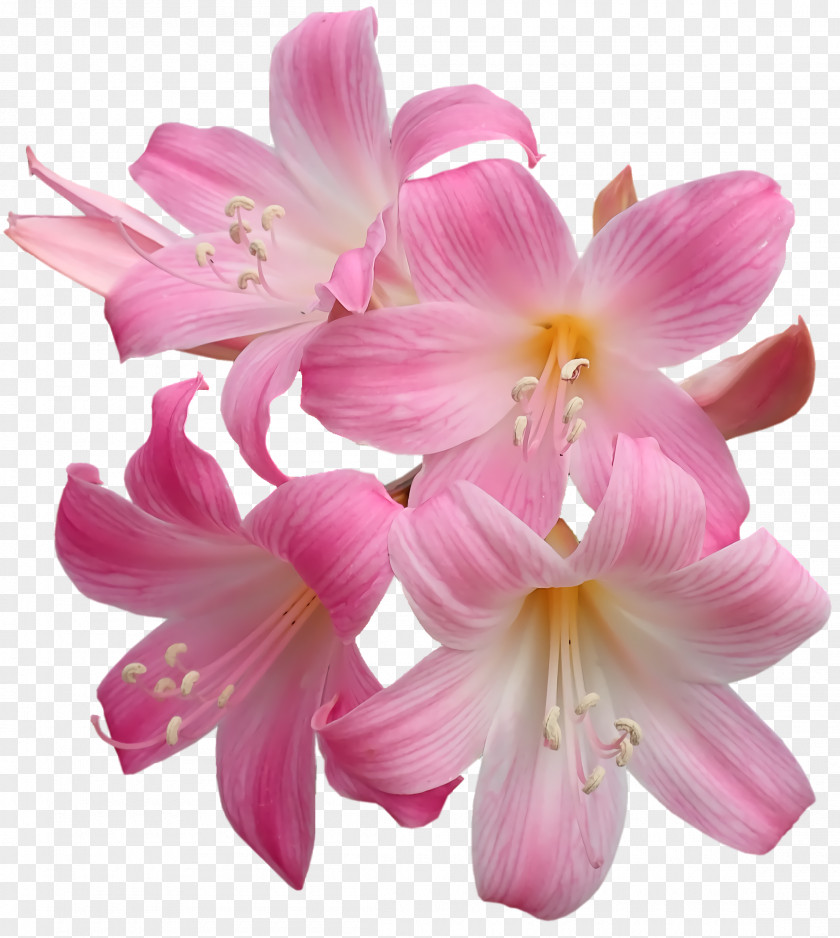Amaryllis Cut Flowers Jersey Lily Moth Orchids Petal PNG