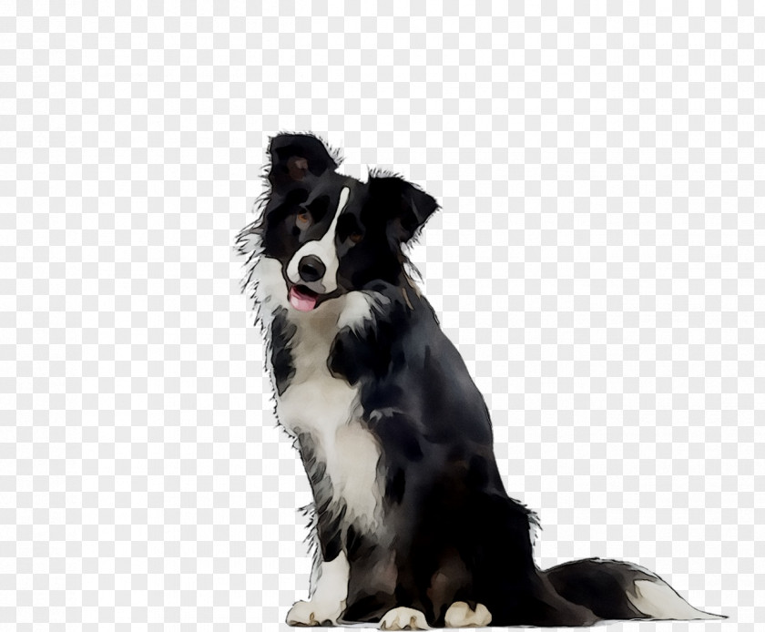 Border Collie Rough Dog Breed Stock Photography Royalty-free PNG