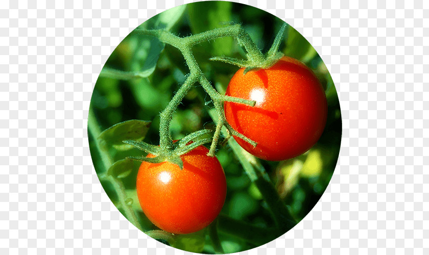 Cherry Tomato Pencil Vegetable Food Herb Seed PNG