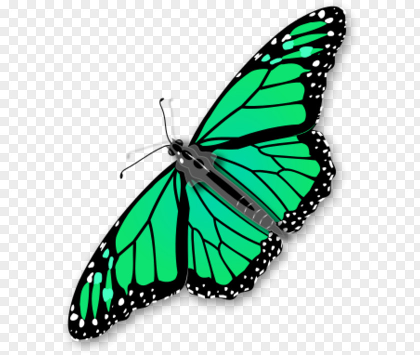 Chrysalis Cliparts Monarch Butterfly Clip Art PNG