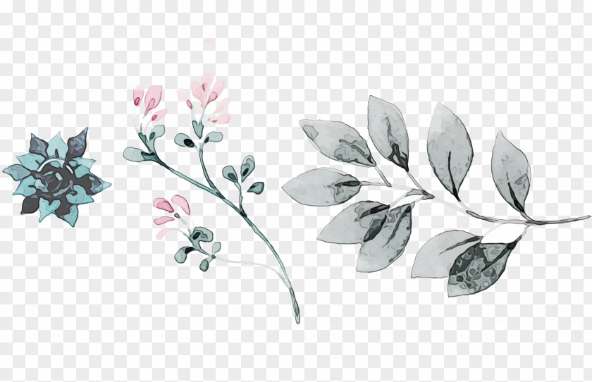 Magnolia Family Ixia Watercolor Floral Background PNG