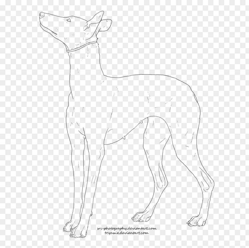 Pharaoh Drawing Dog Breed Ibizan Hound Italian Greyhound Whippet PNG