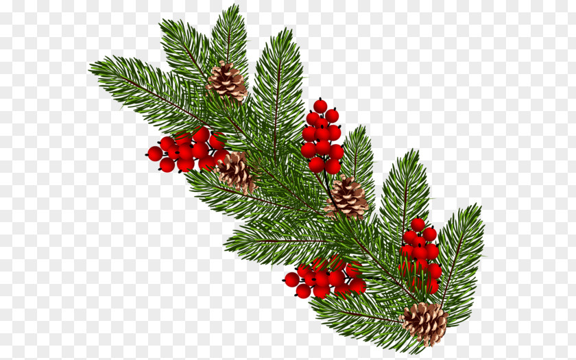 Pine Branches Buckle Free Photos Christmas Ornament Conifer Cone Clip Art PNG