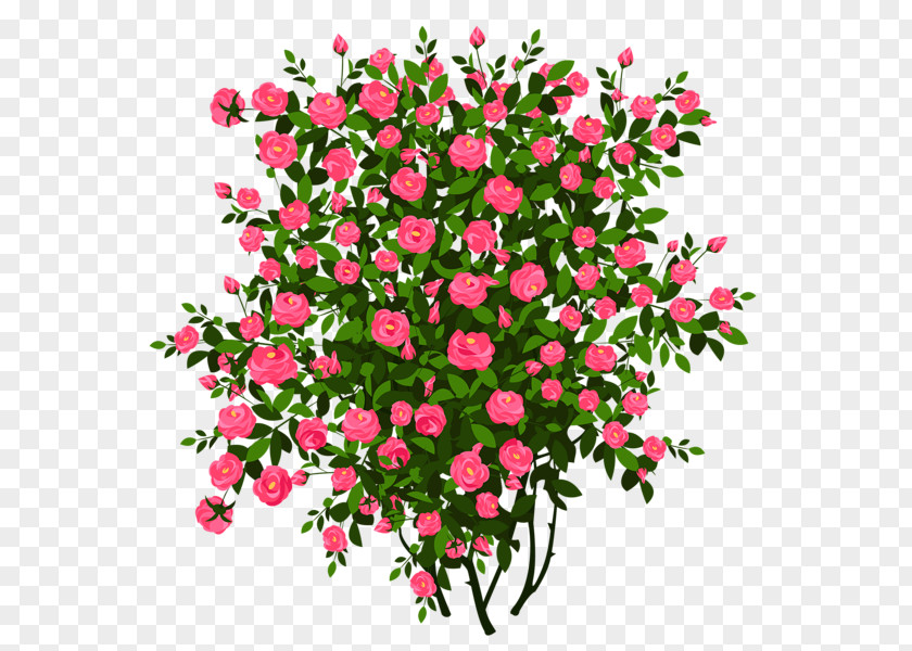 Pink Poster Rose Shrub Clip Art PNG