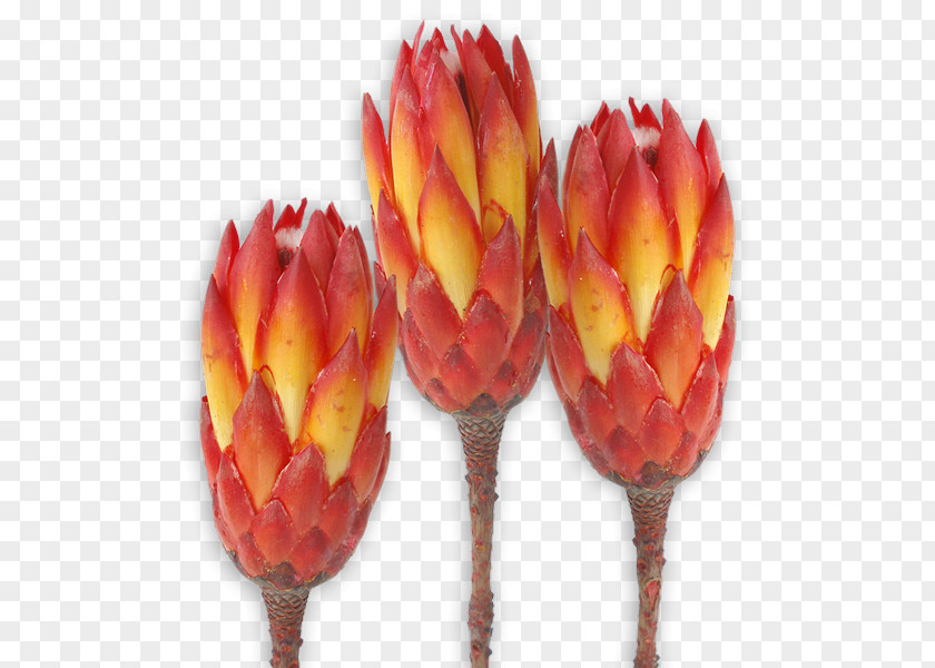 Protea Sugarbushes Repens Grandiceps Trockenblume Red PNG