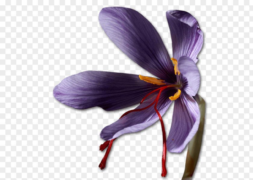 Saffron Crocus Bulb Violet Iridaceae PNG