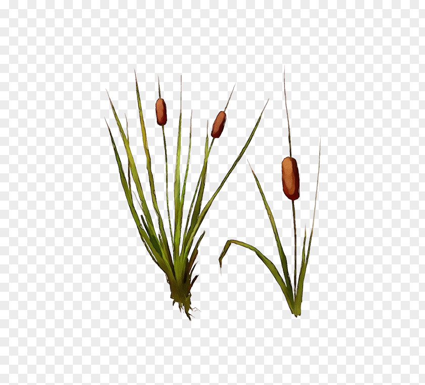 Shortstraw Pine Red Flowering Plant Grass Flower Bulrush PNG