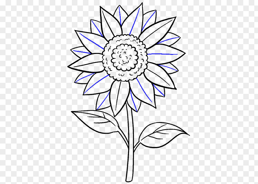 Sunflower Leaf Drawing Common Art Sketch PNG