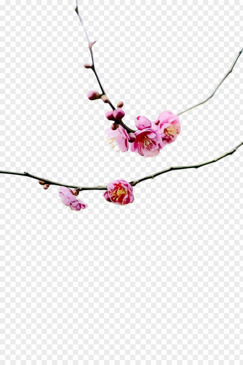 Twig Fashion Accessory Cherry Blossom PNG