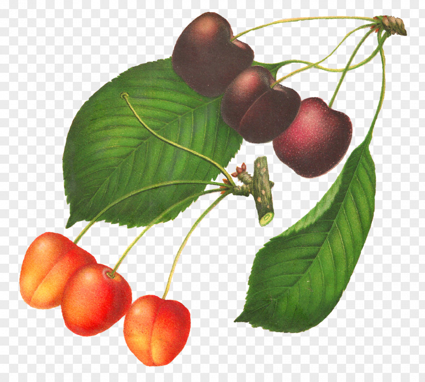 Cherry Fruit Botanical Illustration Drawing PNG