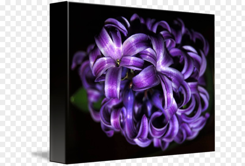 Design Hyacinth Floral Petal Flower PNG