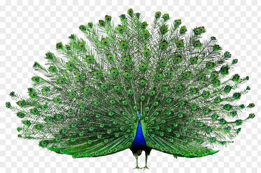 Peacock Opens The Screen Peafowl Adobe Systems PNG