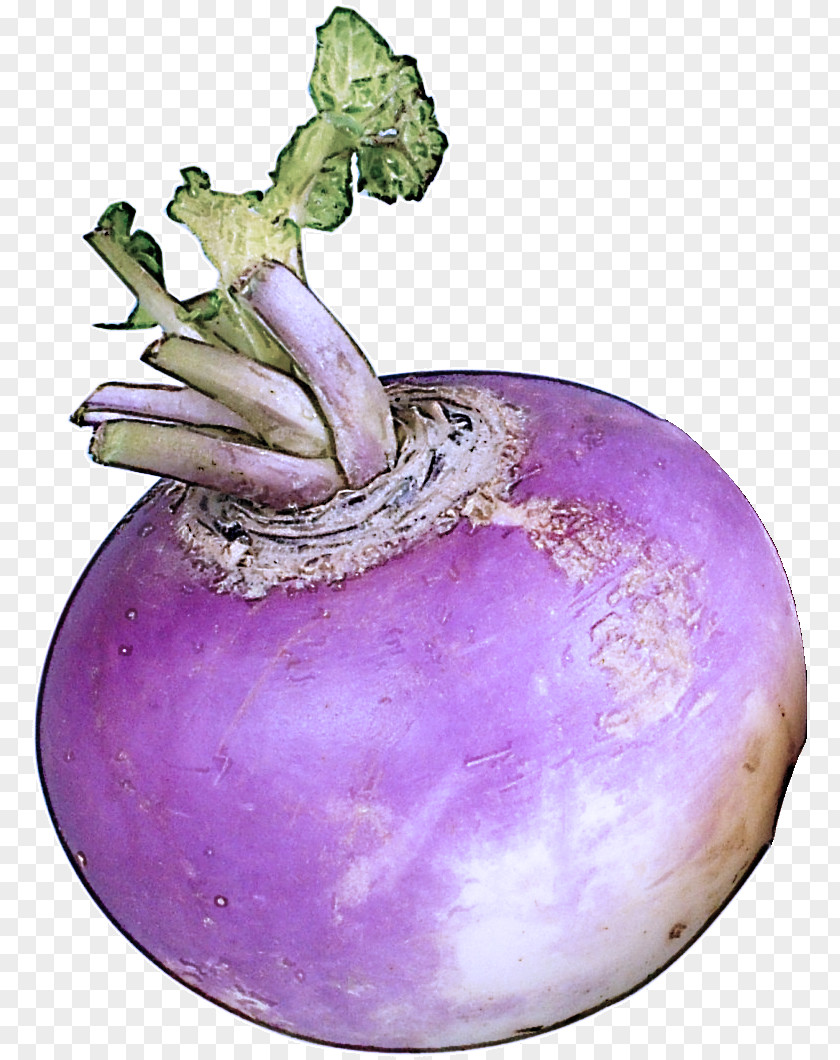 Root Plant Turnip Rutabaga Vegetable PNG