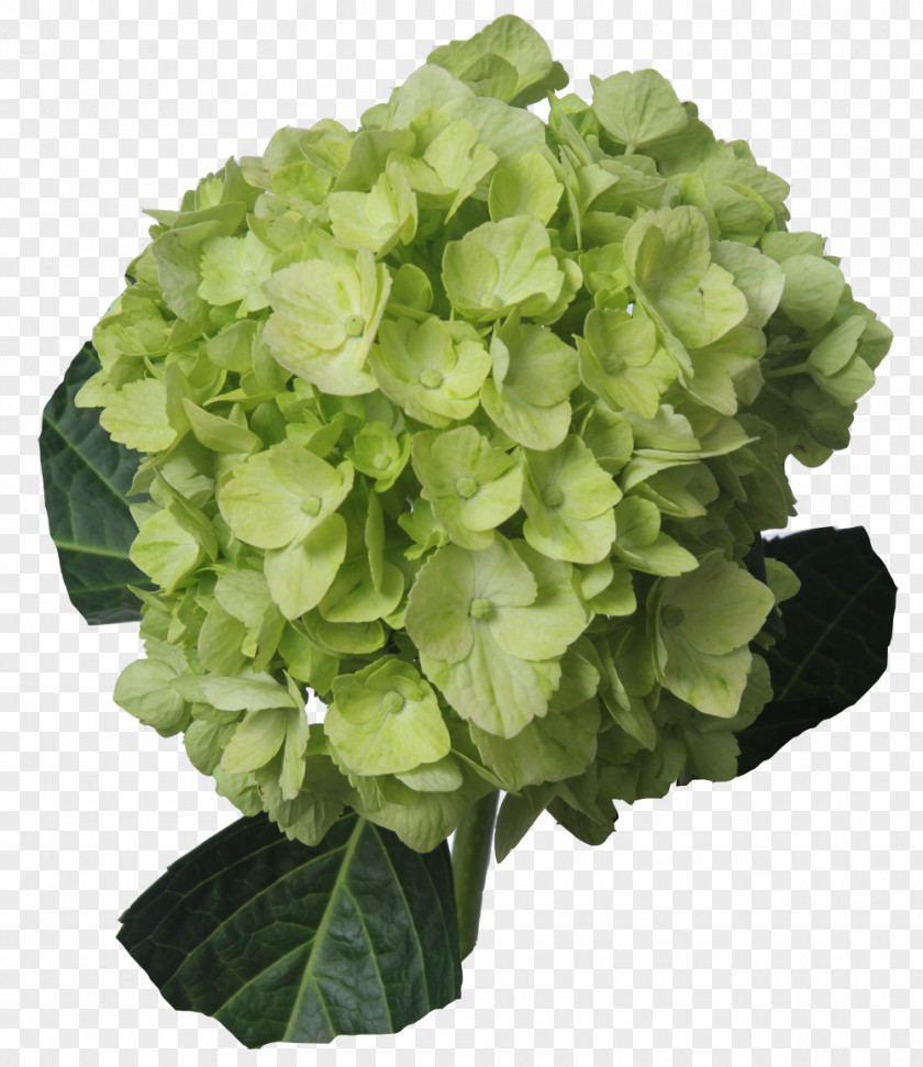 Hydrangea Cut Flowers Green Lemon PNG