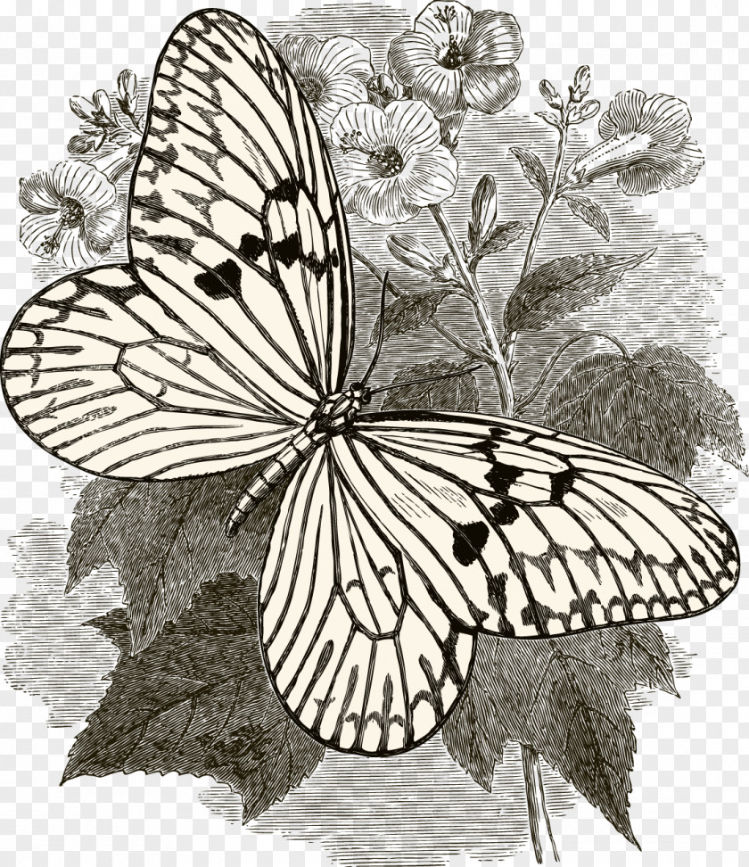 Pen Drawing Butterfly Insect Collecting PNG