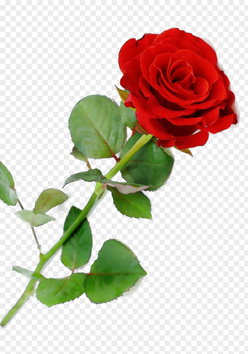 Rosa Wichuraiana Artificial Flower Valentines Day Background PNG