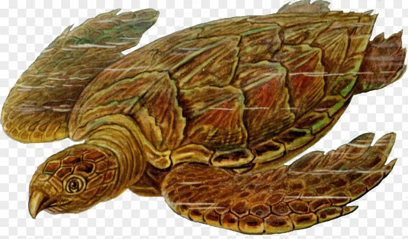 Turtle Sea Prehistory Carbonemys Clip Art PNG