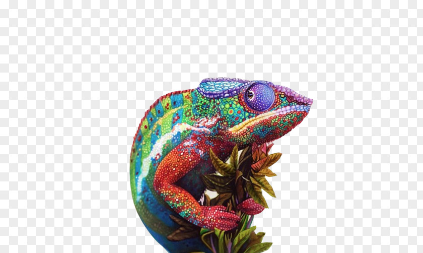Chameleon Painting Material Picture Chameleons Drawing Colored Pencil Sketch PNG