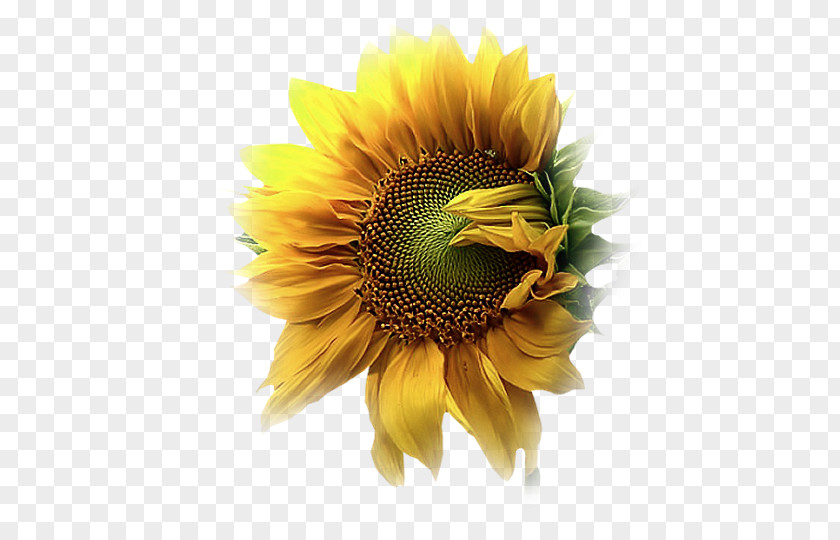 Common Sunflower Graphic Design Petal Dew PNG