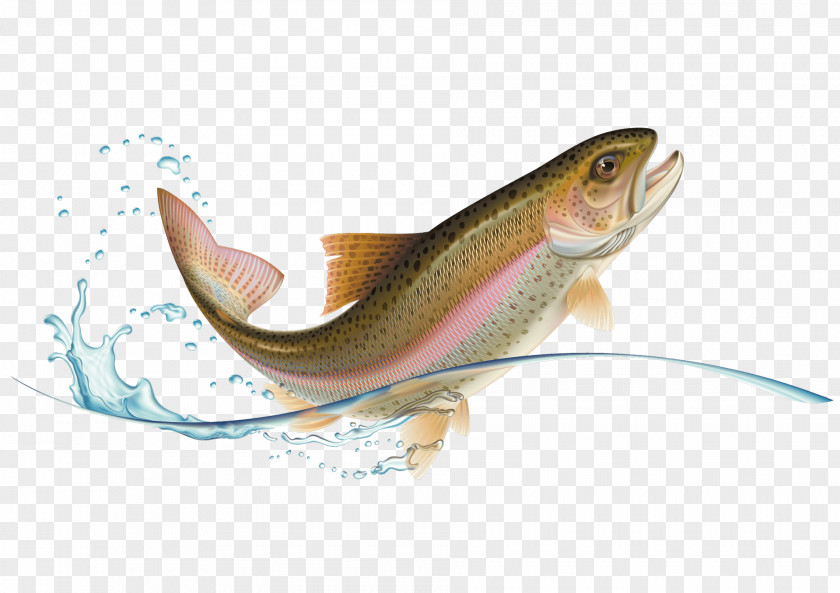 Fish Rainbow Trout Stock Photography PNG