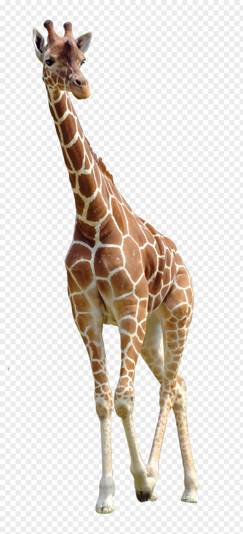 Giraffe Northern Download PNG