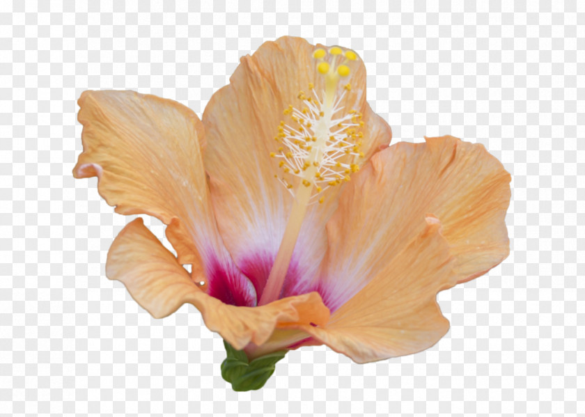 Hibiscus Flower Shoeblackplant Mallows PNG