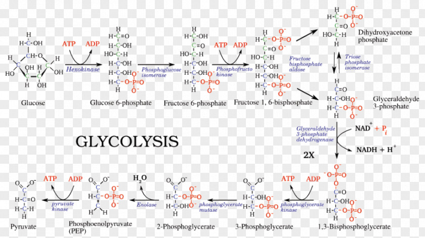 Treadmill Glycolysis Pyruvic Acid Metabolic Pathway Adenosine Triphosphate Cellular Respiration PNG