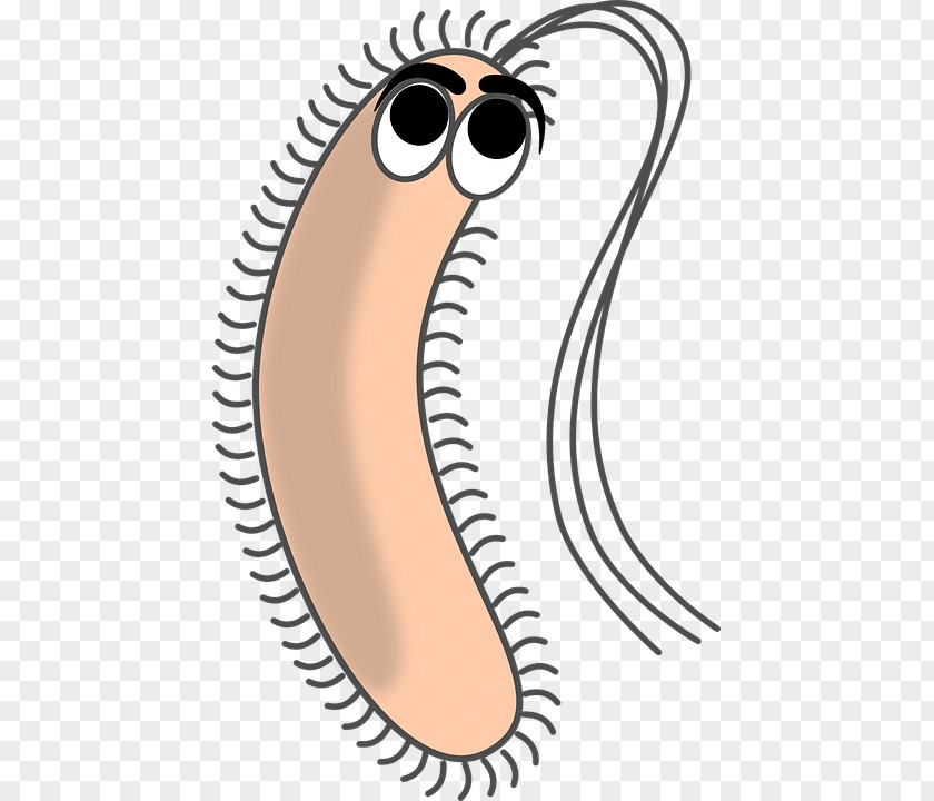 Bacteria PNG clipart PNG