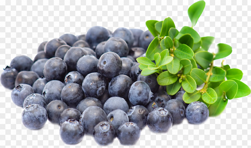 Blueberry Extract Bilberry Açaí Palm Muscle PNG