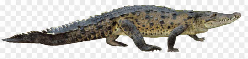 Crocodile Nile Gharial Reptile PNG