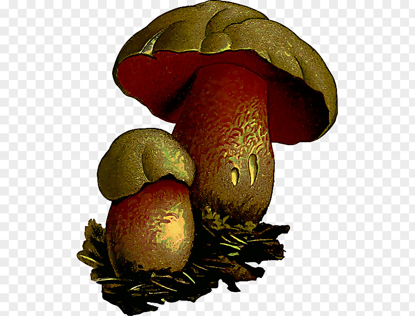 Ingredient Plant Bolete Mushroom Shiitake Penny Bun Agaric PNG