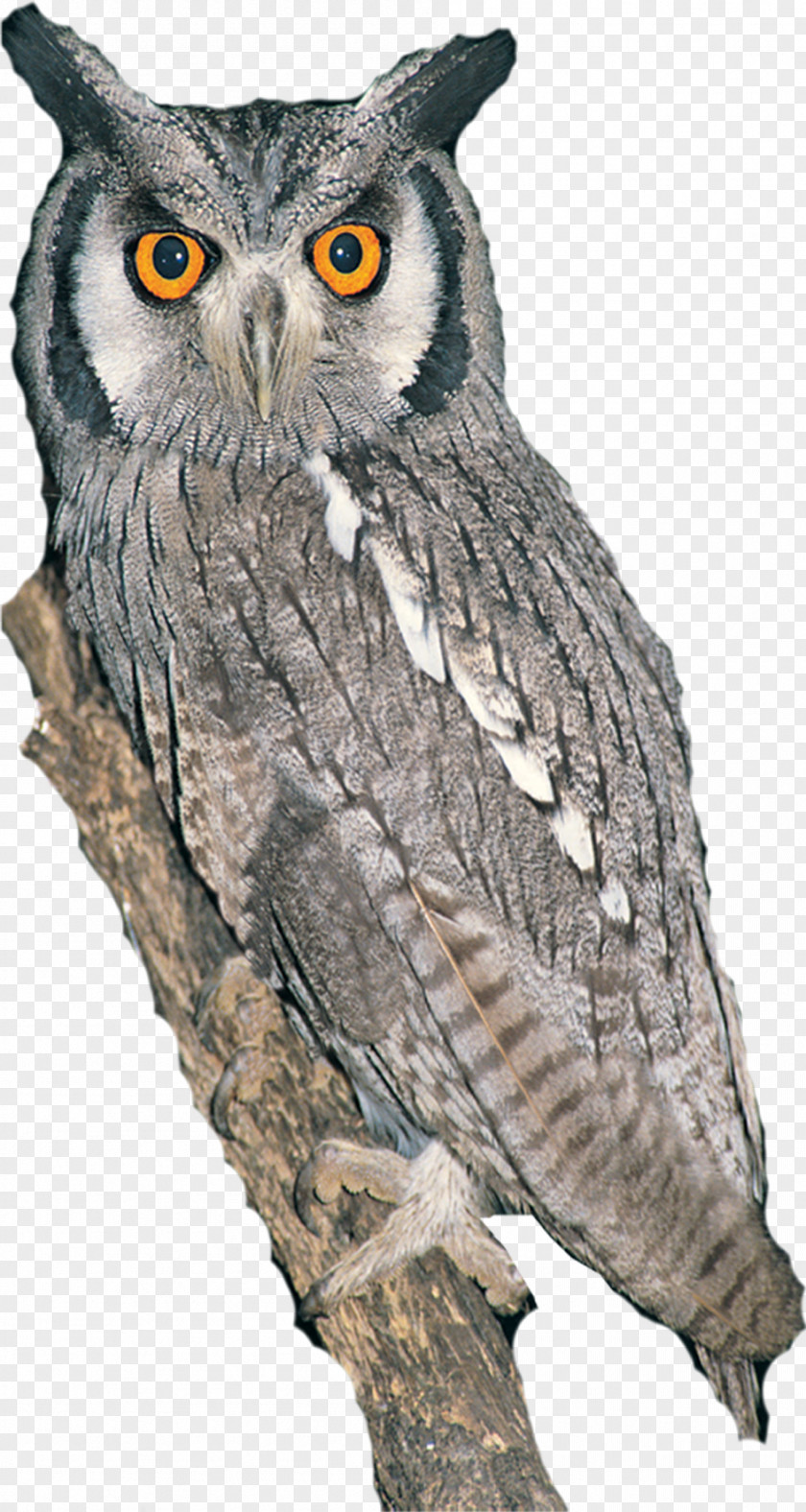 Owl Bird IPad Mini Drawing PNG