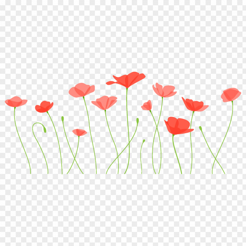 Poppy Flower PNG