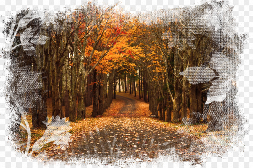 Autumn High-definition Television Desktop Wallpaper Wide XGA PNG