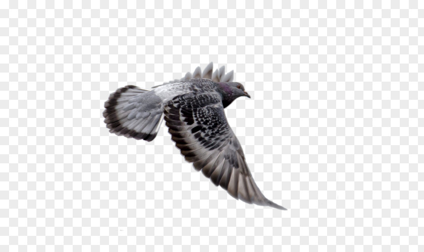 Bird Columbidae Squab Homing Pigeon PNG