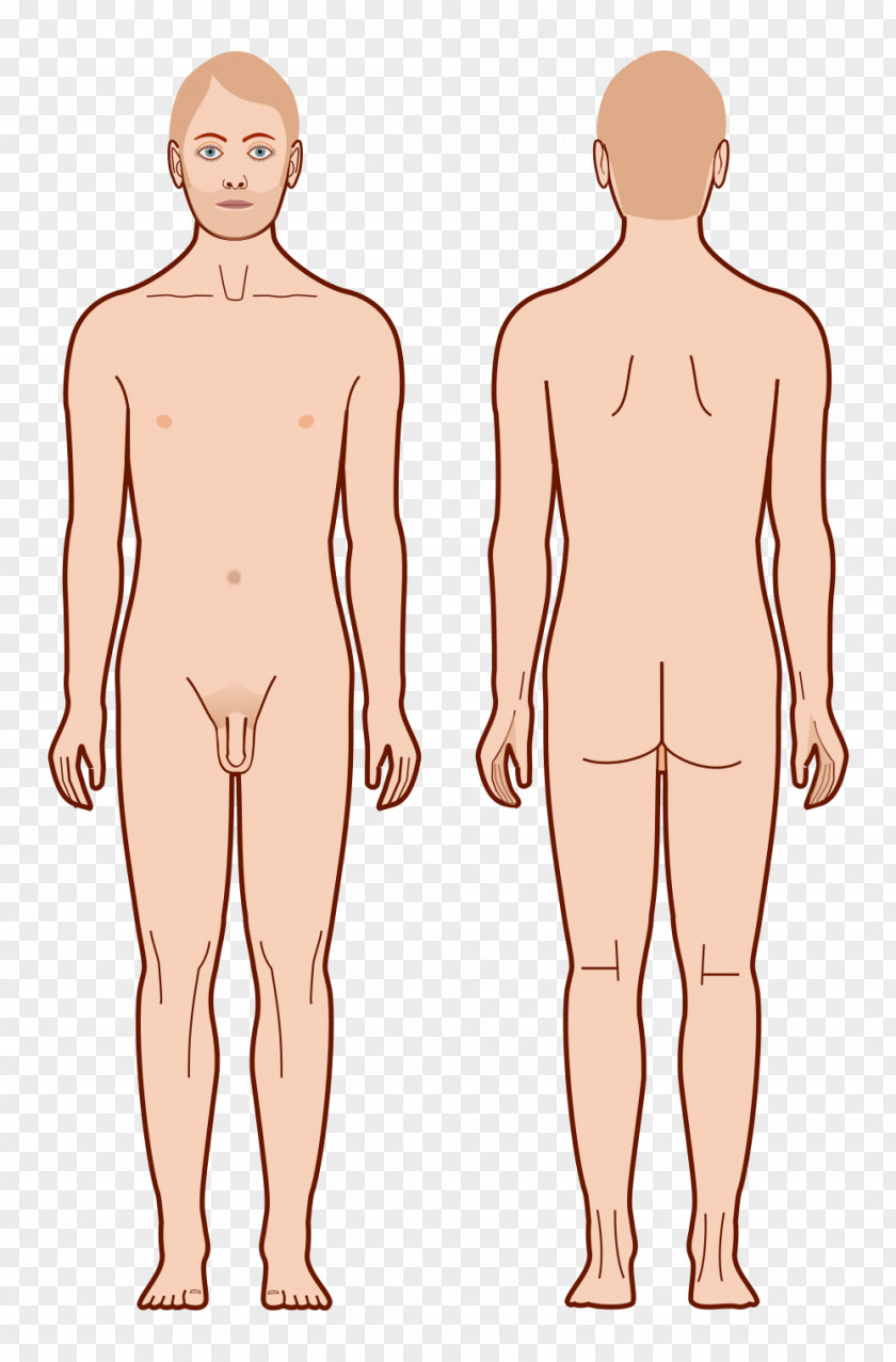 Body Acupoint Diagram Human Male Homo Sapiens PNG