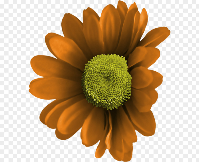 Chrysanthemum PNG