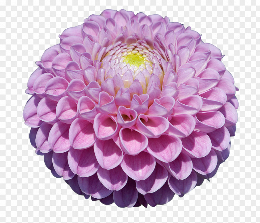 Dahlia Stock Photography Image Clip Art PNG