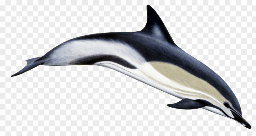 Dolphin Striped Short-beaked Common Spinner Bottlenose Long-beaked PNG