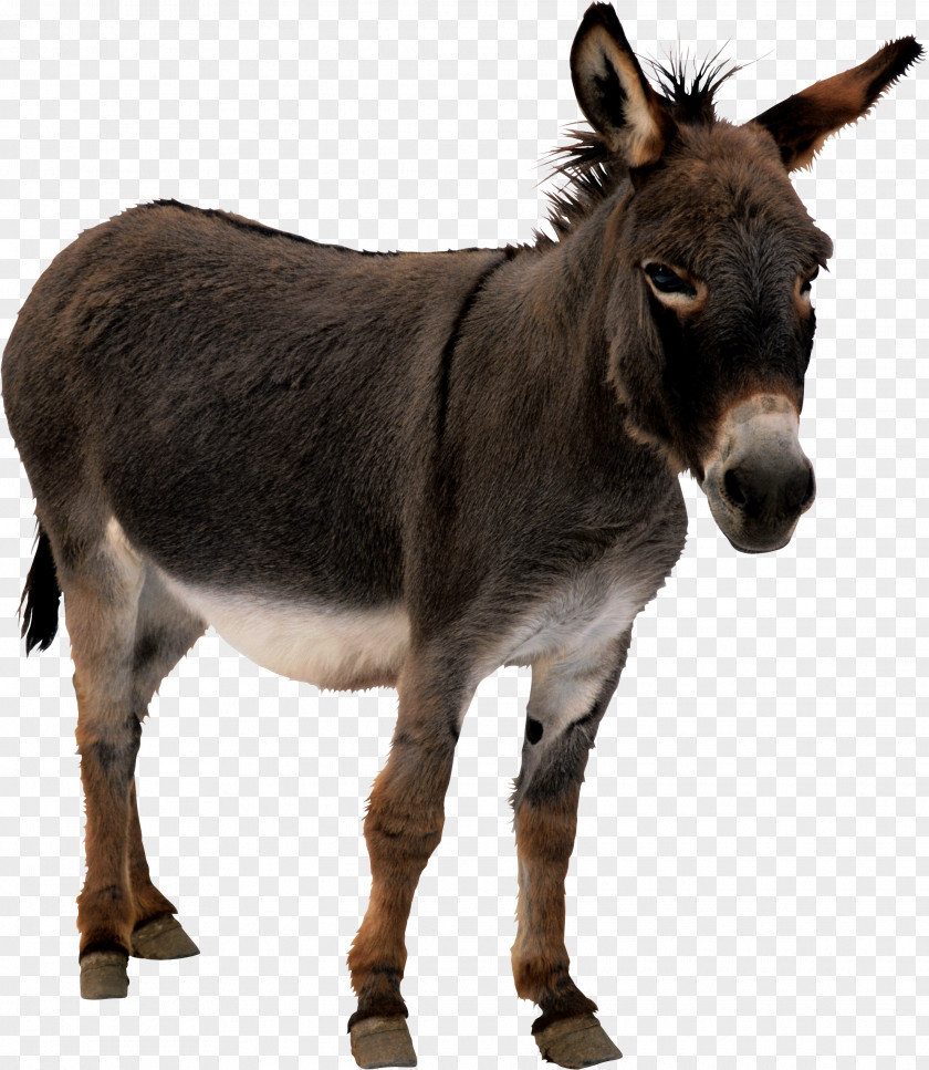 Donkey The Sanctuary Mule Horses PNG