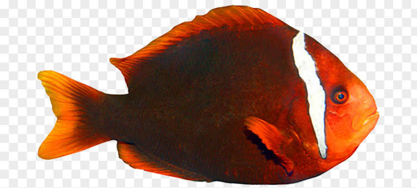 Fish Goldfish Tropical Clownfish Marine Biology PNG