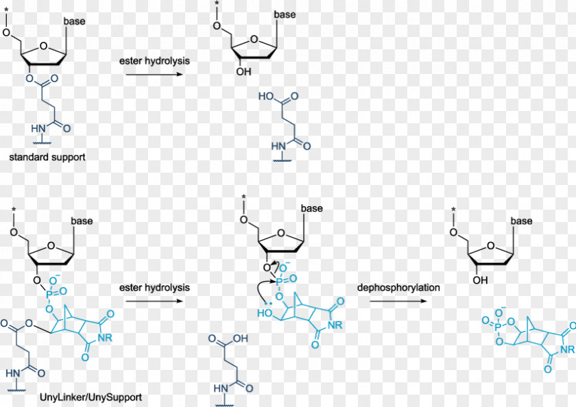 Oligonucleotide Synthesis Solid-phase Antisense Therapy Morpholino PNG