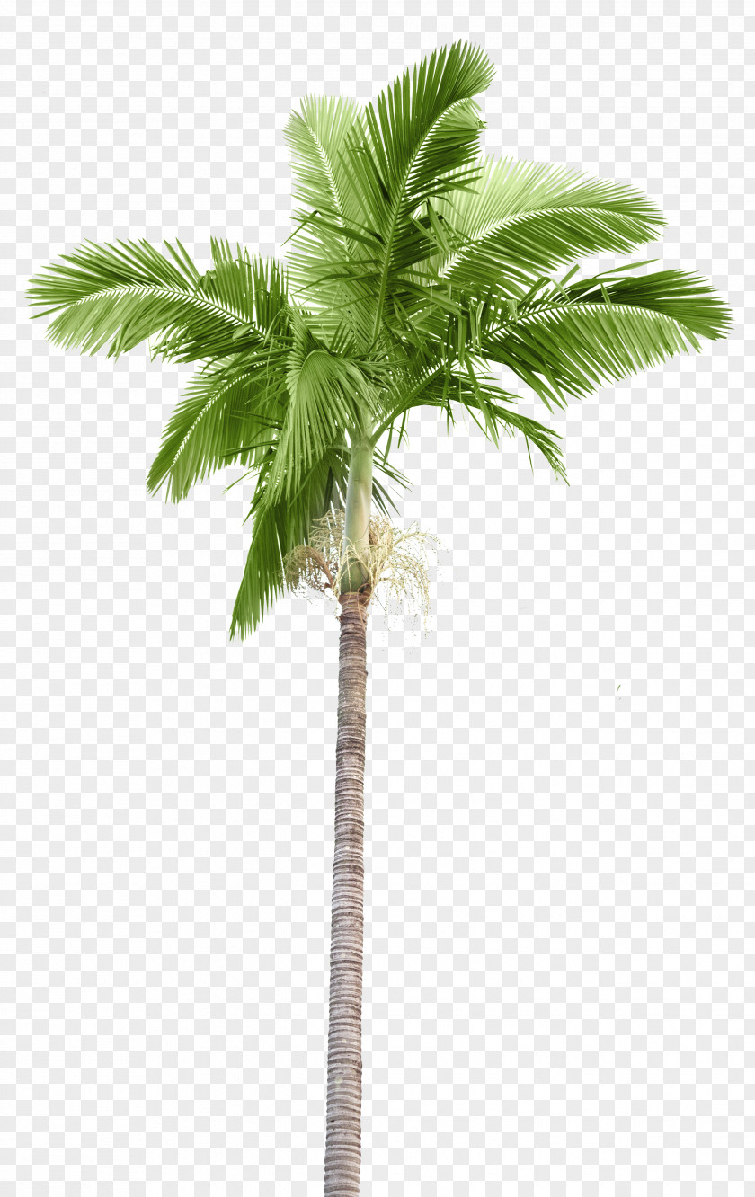 Palm Tree Island Arecaceae Stock Photography Branch Coconut PNG
