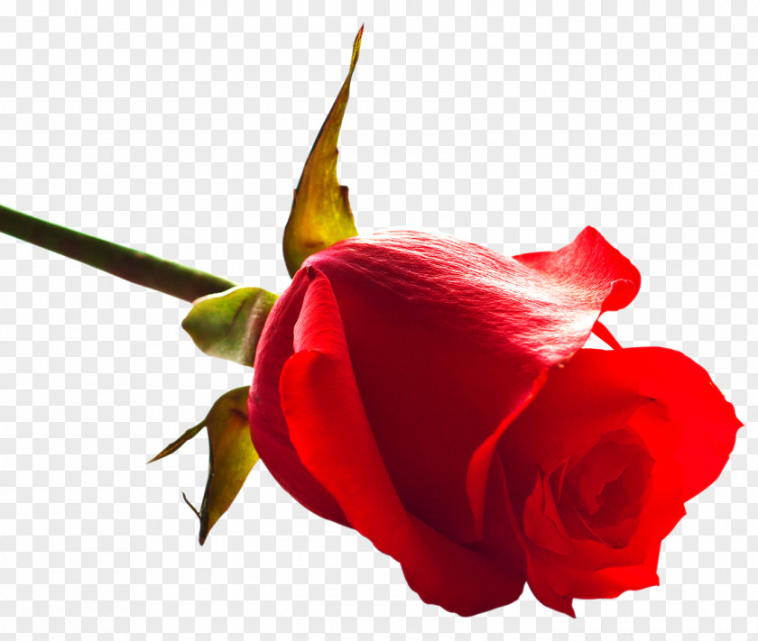 Rose Download Clip Art PNG